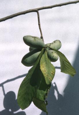 Asimina triloba (pawpaw), immature fruit and leaves