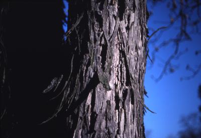 Carya ovata (shagbark hickory), winter bark