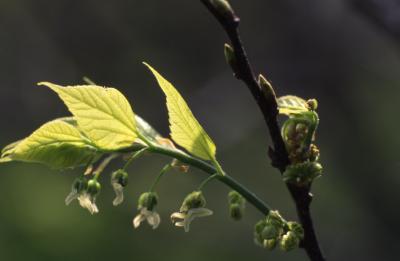 Celtis occidentalis (hackberry), emerging flowers and leaves