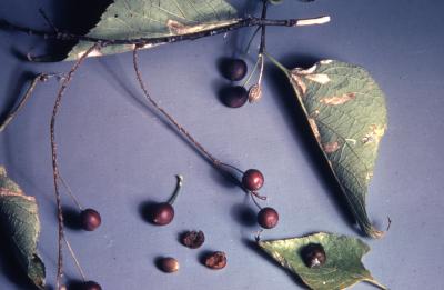 Celtis occidentalis (hackberry), leaves, twig and fruit detail