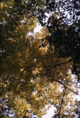 Carya ovata (shagbark hickory), fall foilage