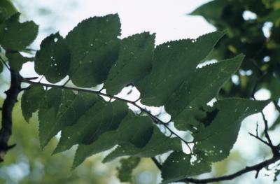 Celtis occidentalis (hackberry), leaves detail