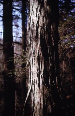 Carya ovata (shagbark hickory), slender trunk
