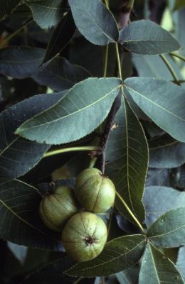Carya ovata (shagbark hickory), fruit with leaves