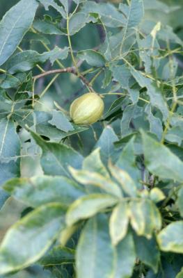 Carya ovata (shagbark hickory), fruit amongst leaves