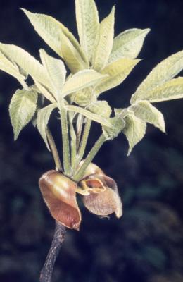 Carya ovata (shagbark hickory), new leaves