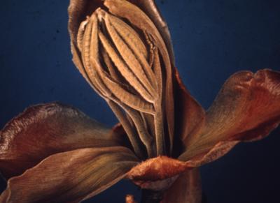 Carya ovata (shagbark hickory), bud and new leaves detail