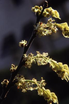 Celtis occidentalis (hackberry), flowering twig tip