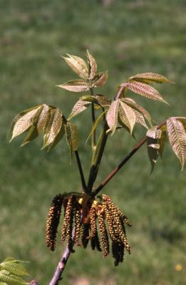 Carya ovata (shagbark hickory), emerging leaves and catkins