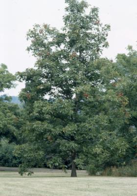 Carya ovata (shagbark hickory), habit, summer