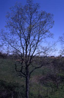 Carya ovata (shagbark hickory), habit, spring