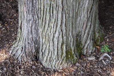 Ulmus 'Morton Glossy' (TRIUMPH) (TRIUMPH™ Elm), bark, trunk