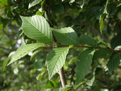 Ulmus (hybrid) (Hybrid Elm), leaf, upper surface
