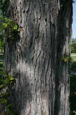Ulmus (carpinifolia x japonica) (Smooth-leaved-Japanese Hybrid Elm), bark, mature