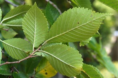 Ulmus 'Morton Glossy' (TRIUMPH) (TRIUMPH™ Elm), leaf, lower surface