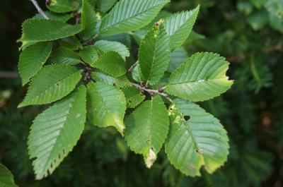 Ulmus 'Morton Glossy' (TRIUMPH) (TRIUMPH™ Elm), leaf, summer