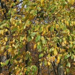 Ulmus americana (American Elm), leaf, fall