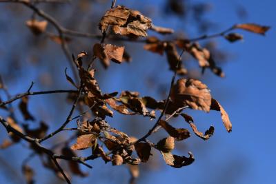 Ulmus alata (Winged Elm), leaf, winter