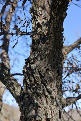 Ulmus alata (Winged Elm), bark, mature