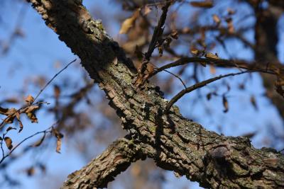 Ulmus alata (Winged Elm), bark, branch