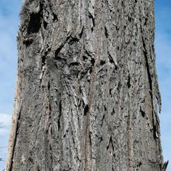 Ulmus americana (American Elm), bark, trunk