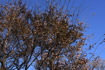 Ulmus alata (Winged Elm), leaf, fall