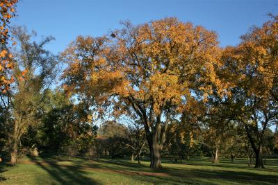 Ulmus americana (American Elm), habit, fall