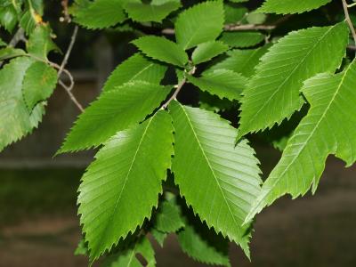 Ulmus americana (American Elm), leaf, summer