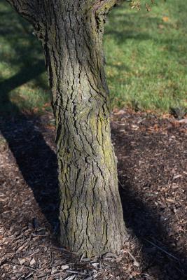 Ulmus alata (Winged Elm), bark, trunk