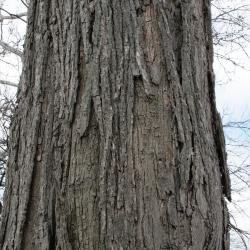 Ulmus americana (American Elm), bark, trunk