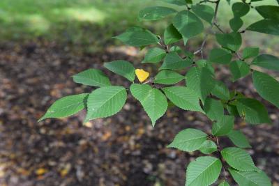 Ulmus lamellosa (Hebei Elm), leaf, fall