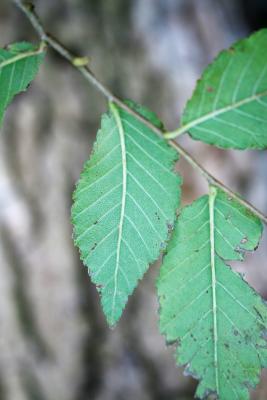 Ulmus pumila (Siberian Elm), leaf, lower surface