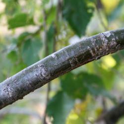 Ulmus pumila (Siberian Elm), bark, branch