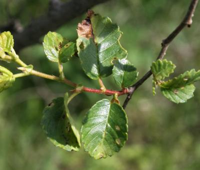Ulmus pumila (Siberian Elm), leaf, spring