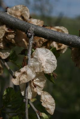 Ulmus pumila (Siberian Elm), fruit, mature