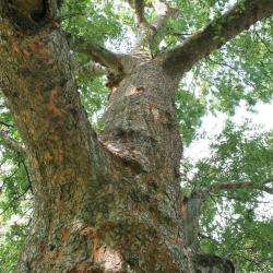Ulmus parvifolia (Lacebark Elm), bark, mature