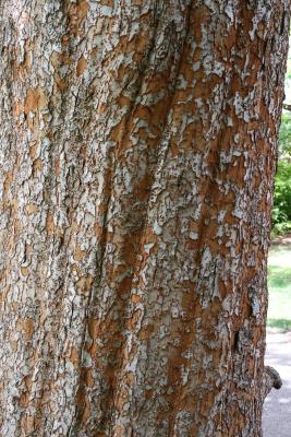 Ulmus parvifolia (Lacebark Elm), bark, mature
