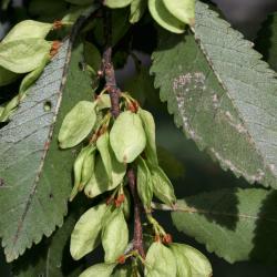 Ulmus parvifolia (Lacebark Elm), fruit, mature