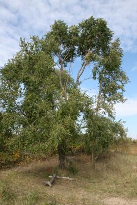 Ulmus pumila (Siberian Elm), habit, fall