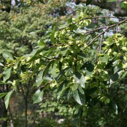Ulmus parvifolia (Lacebark Elm), habit, summer