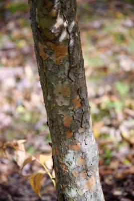 Ulmus parvifolia (Lacebark Elm), bark, trunk