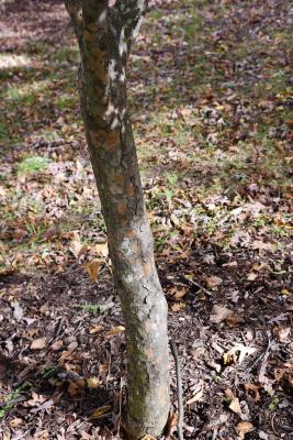 Ulmus parvifolia (Lacebark Elm), bark, trunk