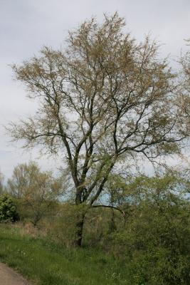 Ulmus pumila (Siberian Elm), habit, spring