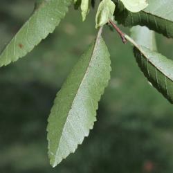 Ulmus parvifolia (Lacebark Elm), leaf, lower surface