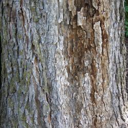 Ulmus davidiana var. japonica 'Morton' (ACCOLADE) (ACCOLADE® Japanese Elm), bark, trunk
