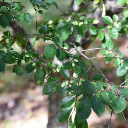 Ulmus parvifolia (Lacebark Elm), infructescence