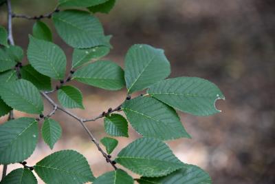 Ulmus lamellosa (Hebei Elm), leaf, fall