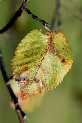 Ulmus minor (European Field Elm), leaf, upper surface