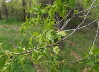 Ulmus pumila (Siberian Elm), leaf, spring