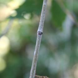 Ulmus pumila (Siberian Elm), bud, lateral